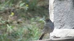 Catharus occidentalis