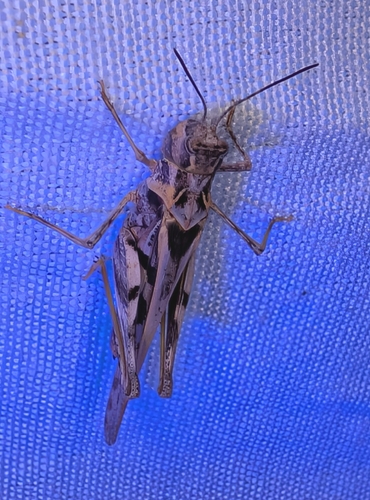 Hippopedon capito
