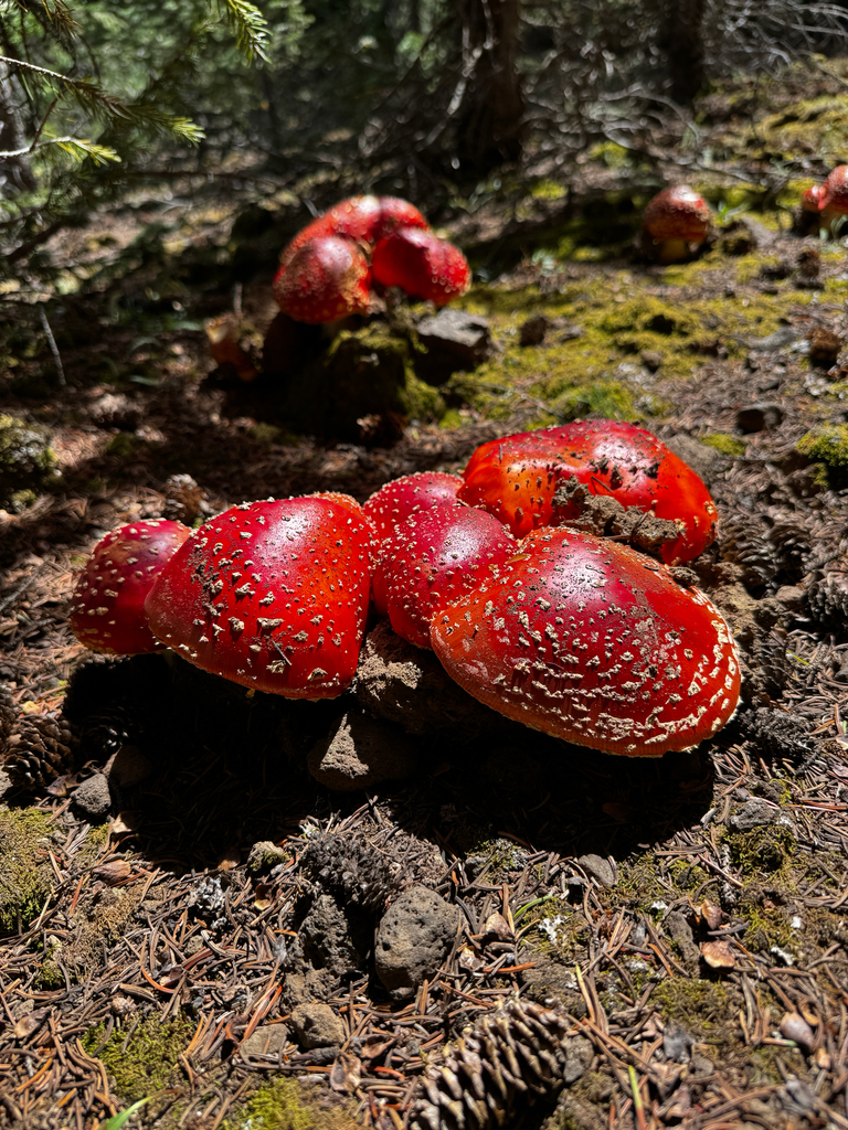 Fly Agaric · August 2026 · photo: Photo: (c) Parker James Lloyd, some rights reserved (CC BY) · iNaturalist