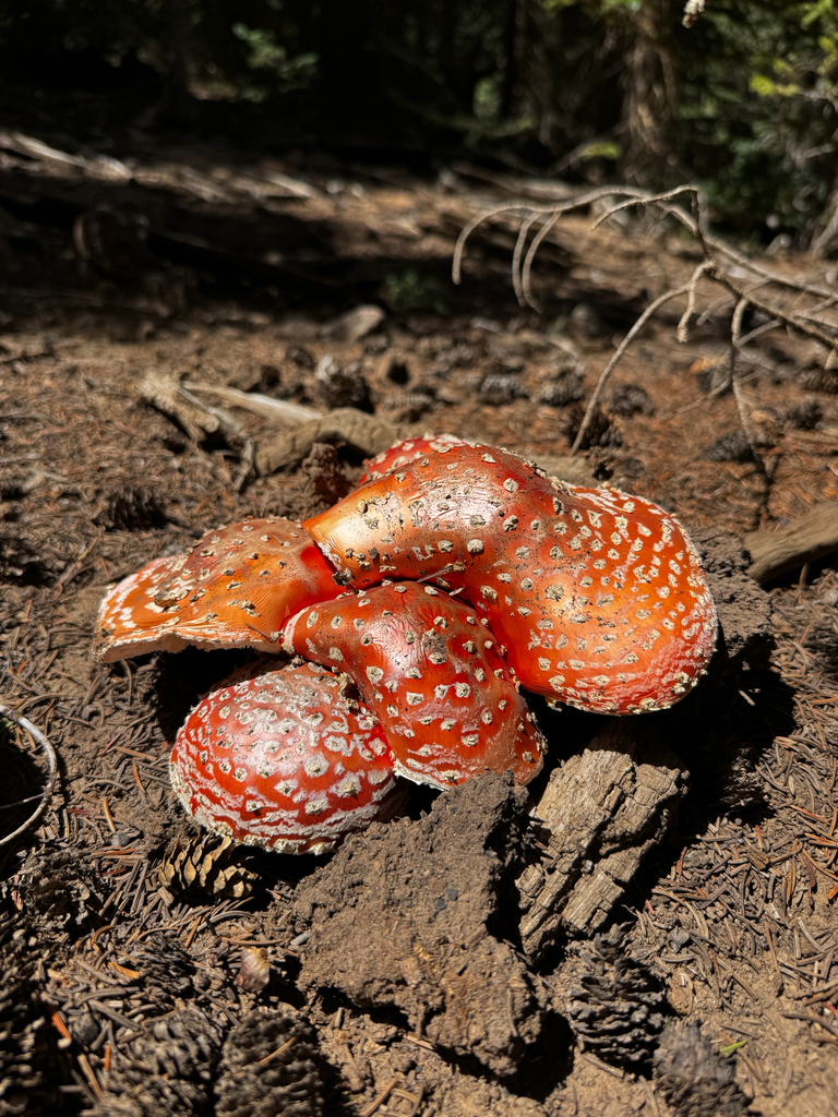 Fly Agaric · August 2026 · photo: Photo: (c) Parker James Lloyd, some rights reserved (CC BY) · iNaturalist