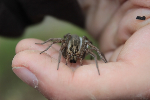 Radiated Wolf Spider