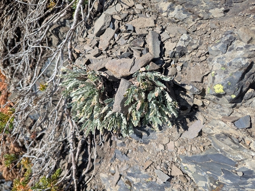 Smelowskia calycina, 2026-08-17