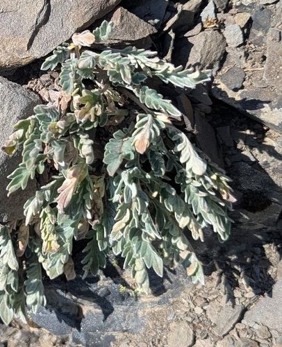 Smelowskia americana, photograph 4