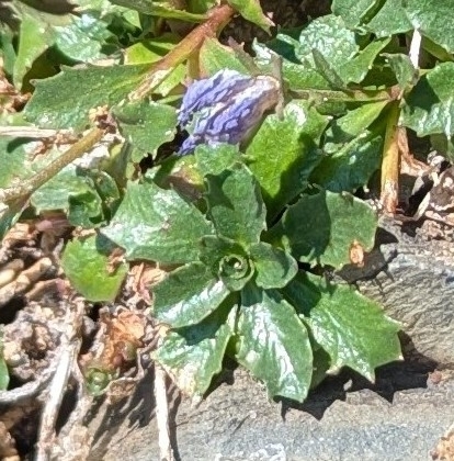 Campanula piperi, photograph 2