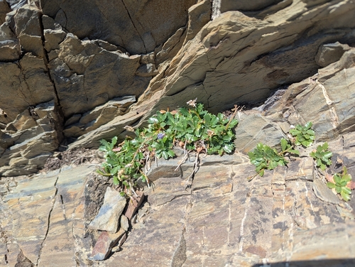 Campanula piperi, photograph 3