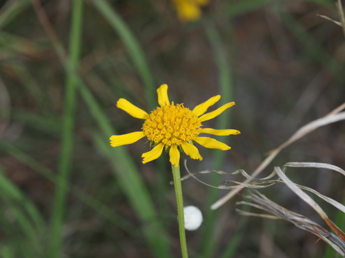 Balduina uniflora, photograph 5