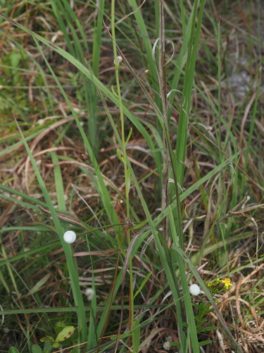 Balduina uniflora, photograph 4
