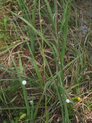 Balduina uniflora, photograph (c) carter, some rights reserved (CC BY)