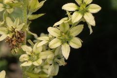 Veratrum oxysepalum