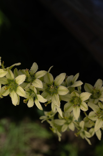 Veratrum oxysepalum, photograph 1