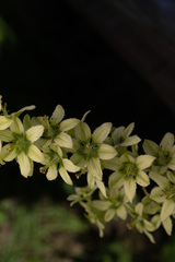 Veratrum oxysepalum, photograph (c) Saryu Mae 前 朝琉, some rights reserved (CC BY)