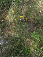 Balduina uniflora, photograph (c) carter, some rights reserved (CC BY)