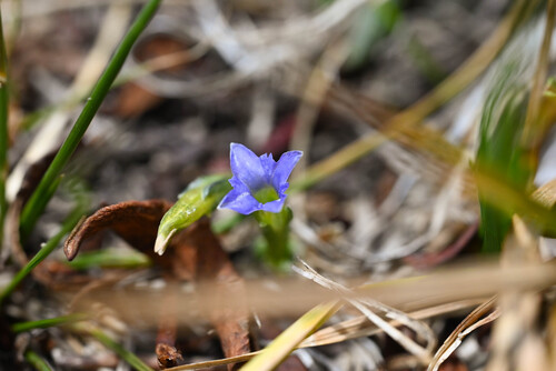 Gentiana prostrata