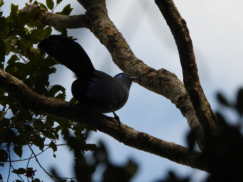 iNaturalist image