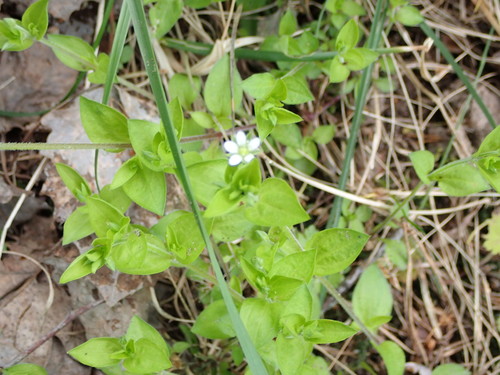 Trigyslė smiltagraibė