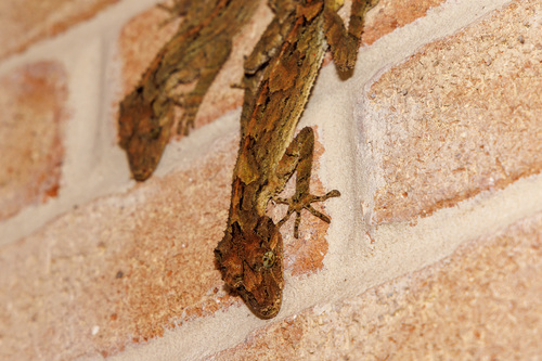 Southern Leaf-tailed Gecko