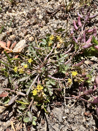 Rorippa curvisiliqua, photograph 4