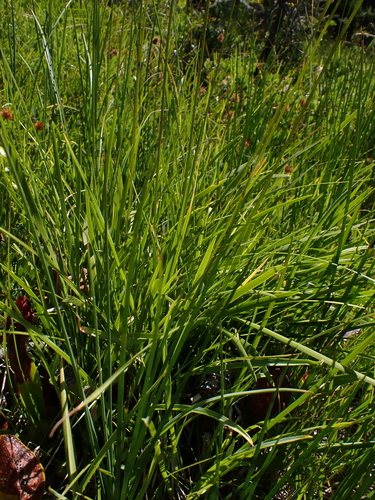 Triantha occidentalis, photograph 2