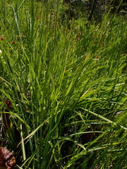 Triantha occidentalis, photograph author not stated, no rights reserved