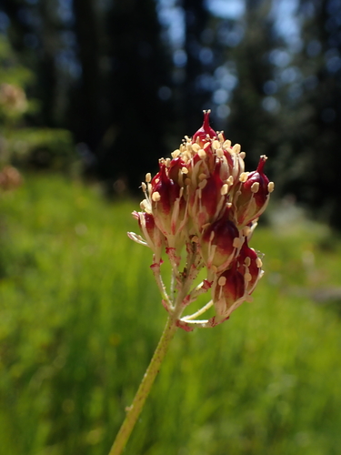 Triantha occidentalis, photograph 1