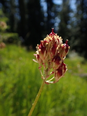 Triantha occidentalis