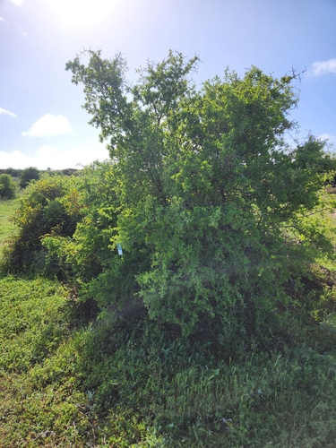African boxthorn