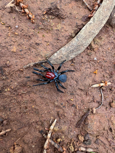 Red-headed Mouse Spider