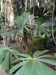 Licuala ramsayi, photograph (c) Richard Littauer, some rights reserved (CC BY)