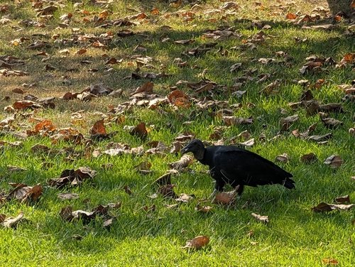 Black Vulture