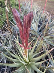 Puya venusta, photograph (c) Gabriela Cartes, some rights reserved (CC BY)