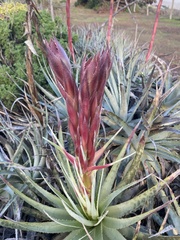 Puya venusta, photograph (c) Gabriela Cartes, some rights reserved (CC BY)
