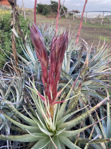 Puya venusta, photograph 4