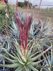 Puya venusta, photograph (c) Gabriela Cartes, some rights reserved (CC BY)
