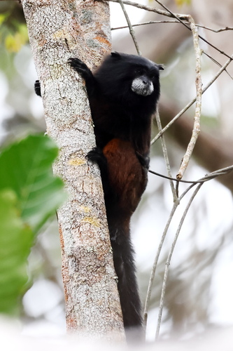 Andean Saddle-back Tamarin