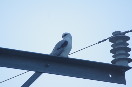 Black-shouldered Kite