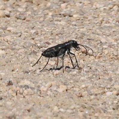 Senile Tiger Beetle seen in Sonoma Valley