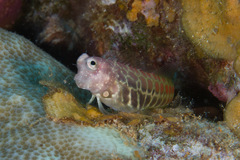 Salarias segmentatus