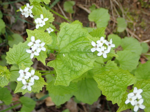 Vaistinė česnakūnė