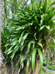 Maxillaria egertoniana, photograph (c) River Ahlquist, some rights reserved (CC BY)