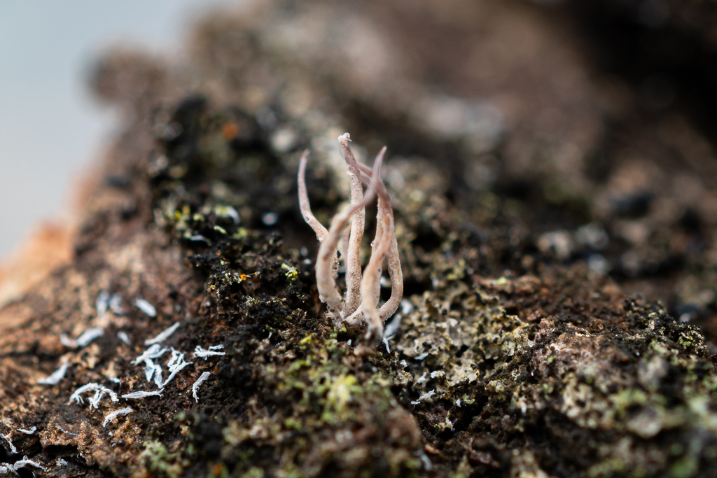 Pterulicium sp. 'IA01'