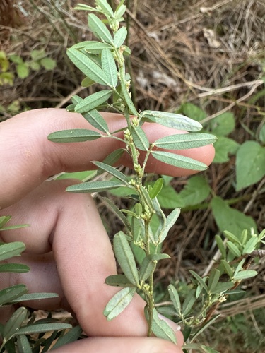 slender bush clover