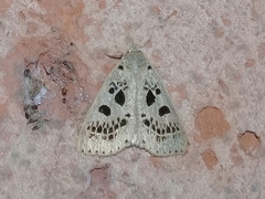 Herminodes atrosignata