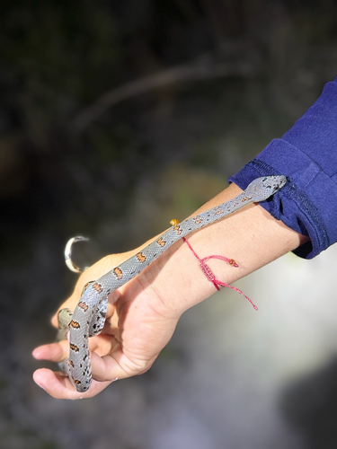 Gray-banded Kingsnake
