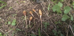 Galeropsis polytrichoides