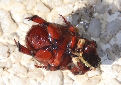 Temnorhynchus retusus