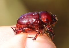 Temnorhynchus retusus