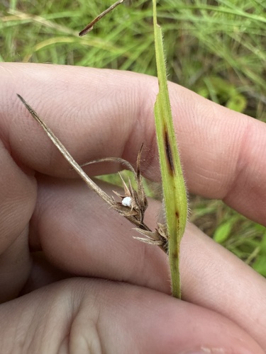 fringed nutrush
