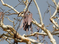 Albizia tanganyicensis