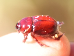 Temnorhynchus retusus