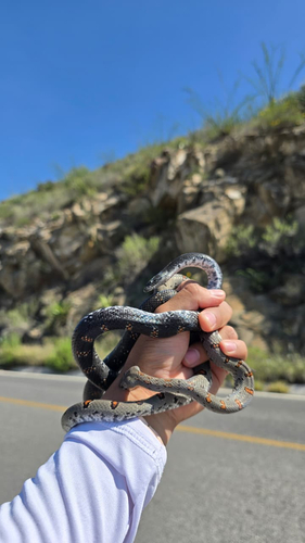Gray-banded Kingsnake